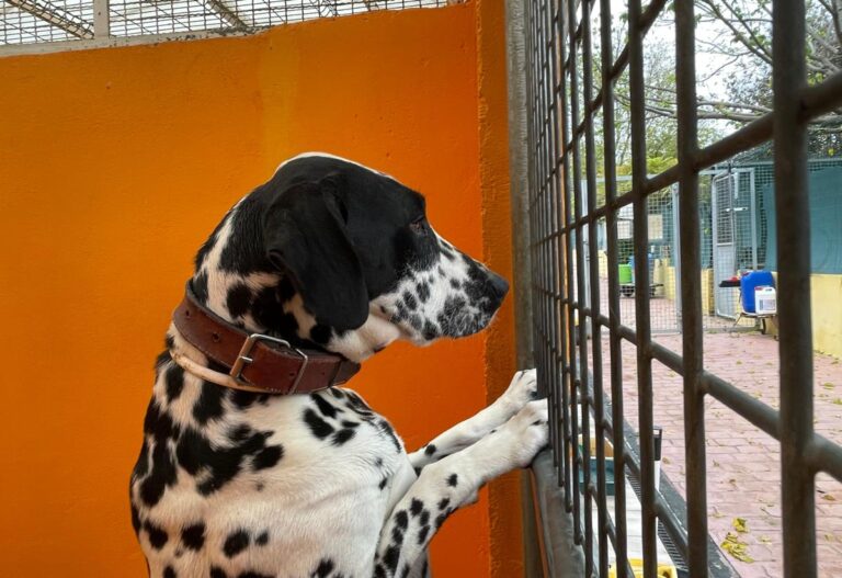 multimedia-foto86209-311-1