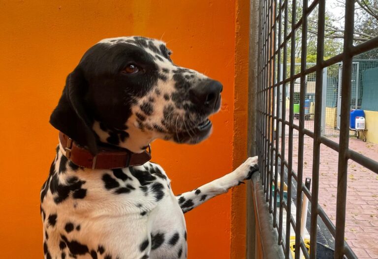 multimedia-foto86210-311-1