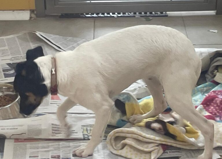 multimedia-foto86211-106-1