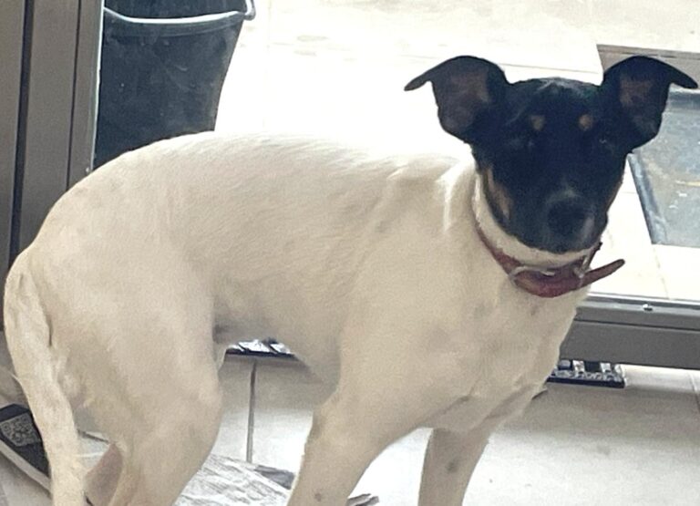 multimedia-foto86212-106-1