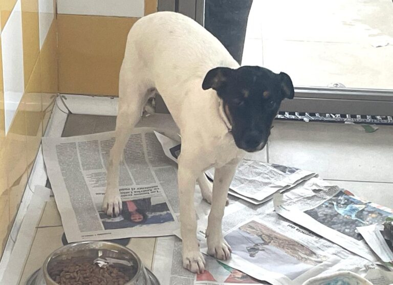 multimedia-foto86216-107-1