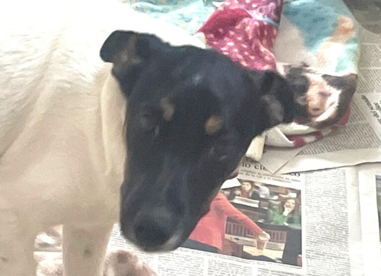 multimedia-foto86217-107-1