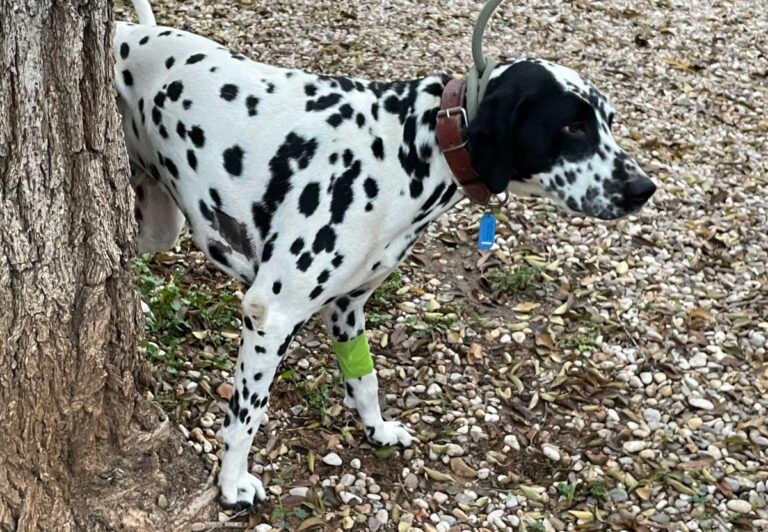 multimedia-foto86222-273-1