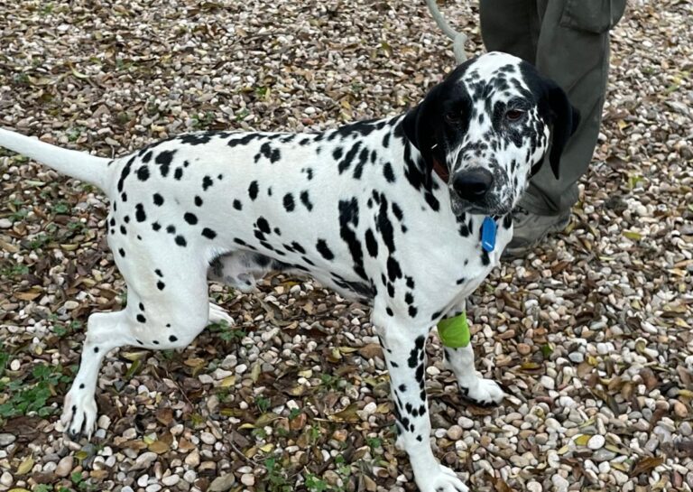 multimedia-foto86223-274-1