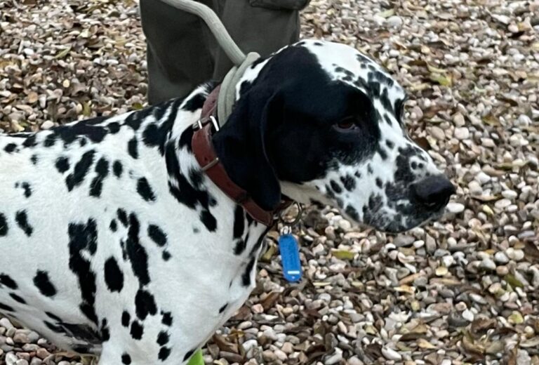 multimedia-foto86224-274-1