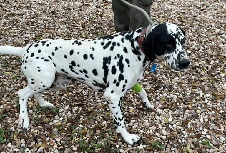 multimedia-foto86225-274-1