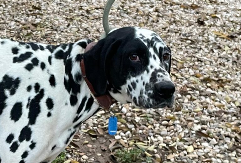 multimedia-foto86226-274-1