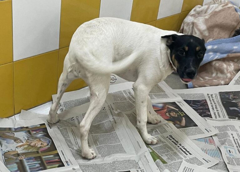 multimedia-foto86229-823-1