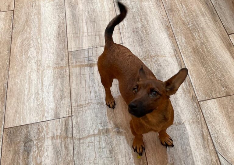 multimedia-foto86307-105-1