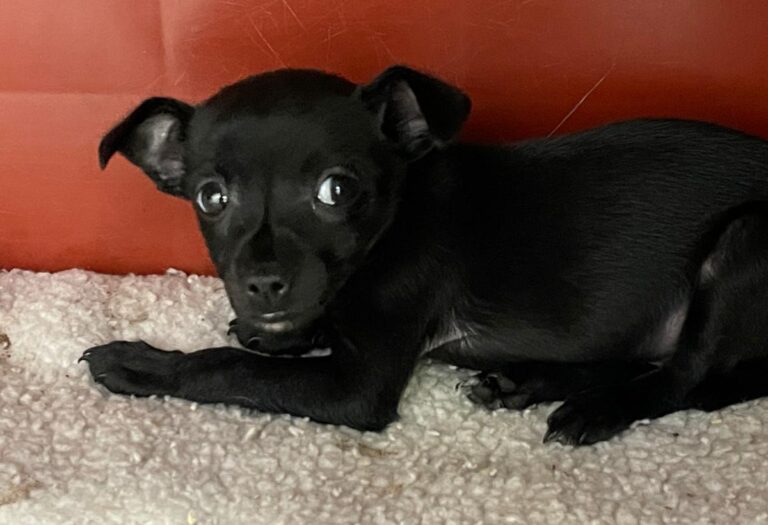 multimedia-foto86323-539-1