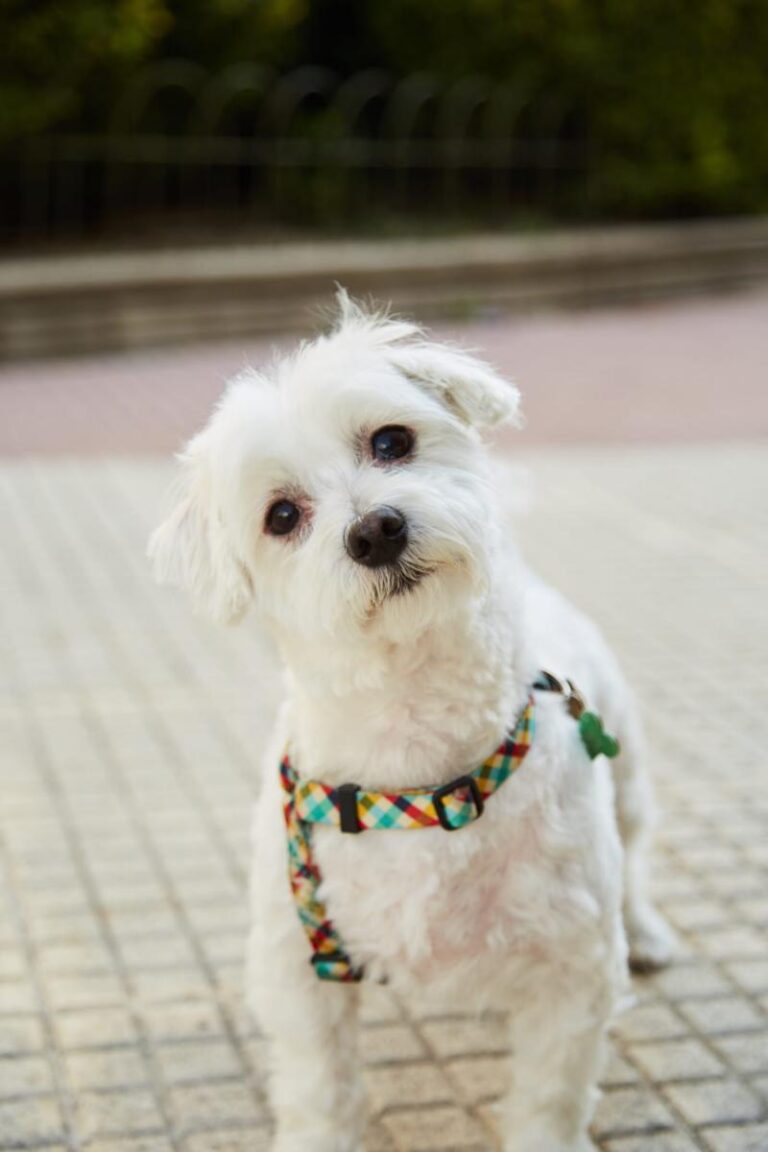 multimedia-foto86324-974-1