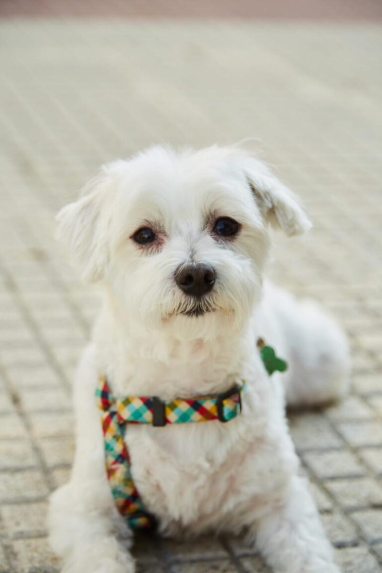 multimedia-foto86325-974-1