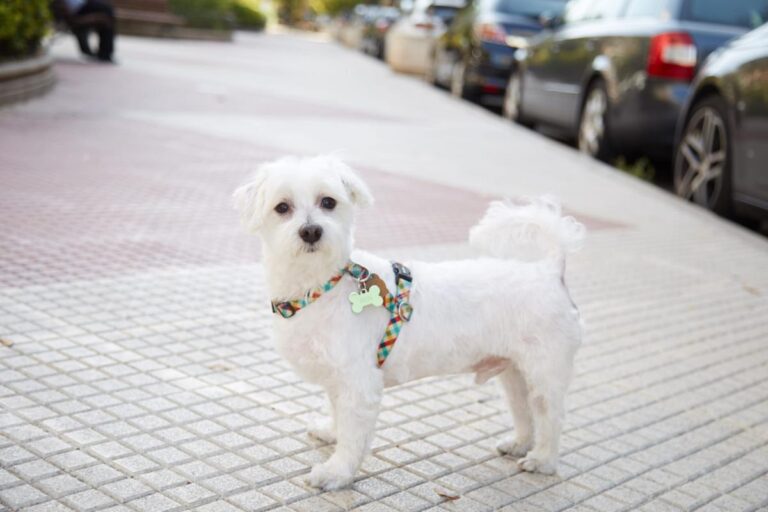 multimedia-foto86327-974-1