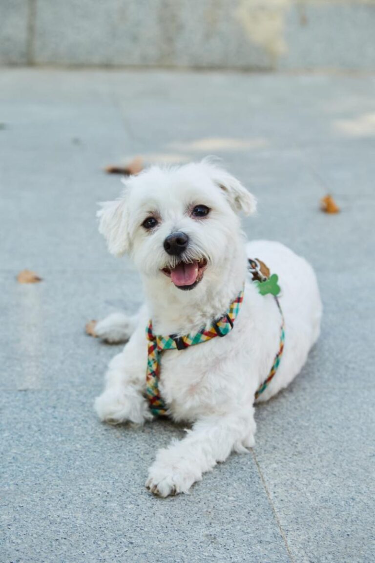 multimedia-foto86328-974-1