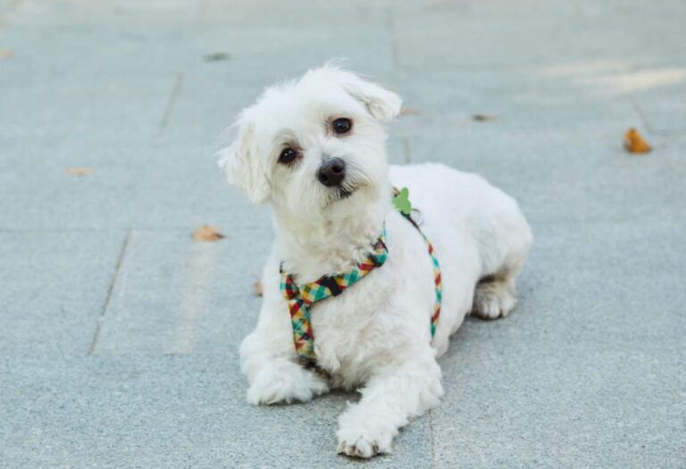 multimedia-foto86329-975-1