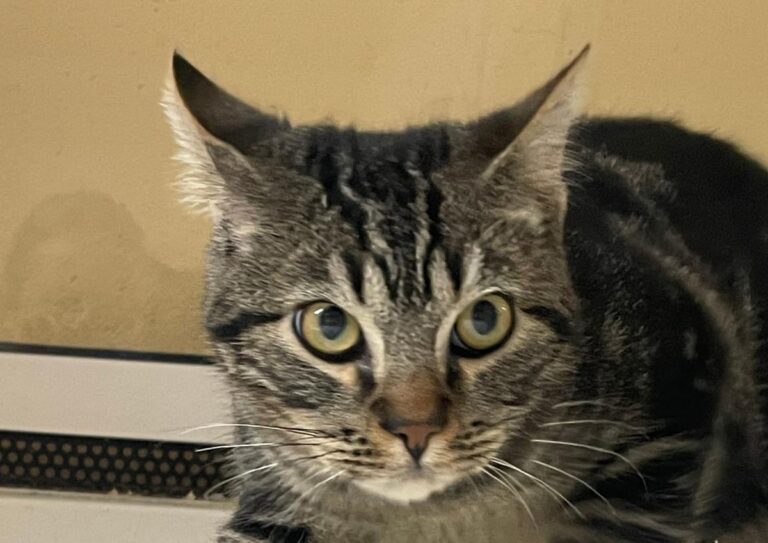 multimedia-foto86351-172-1