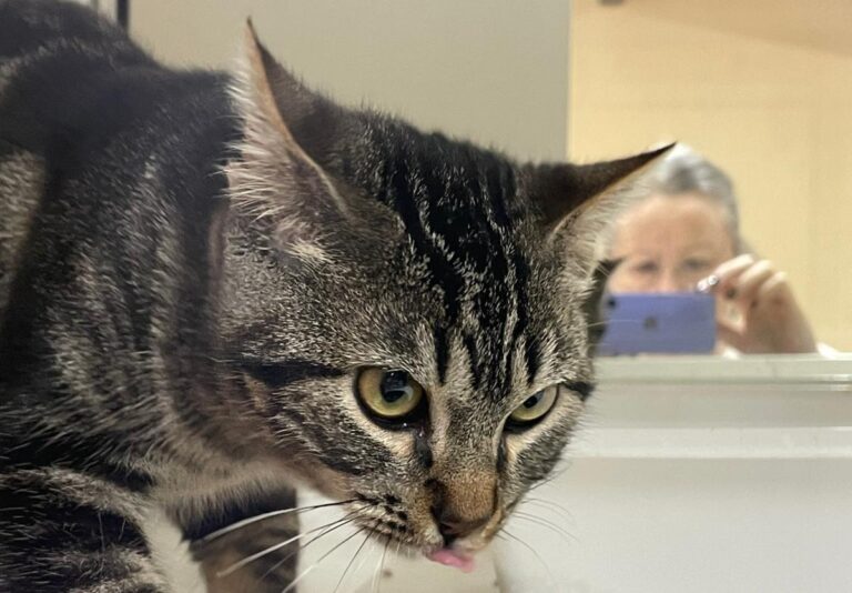 multimedia-foto86353-172-1