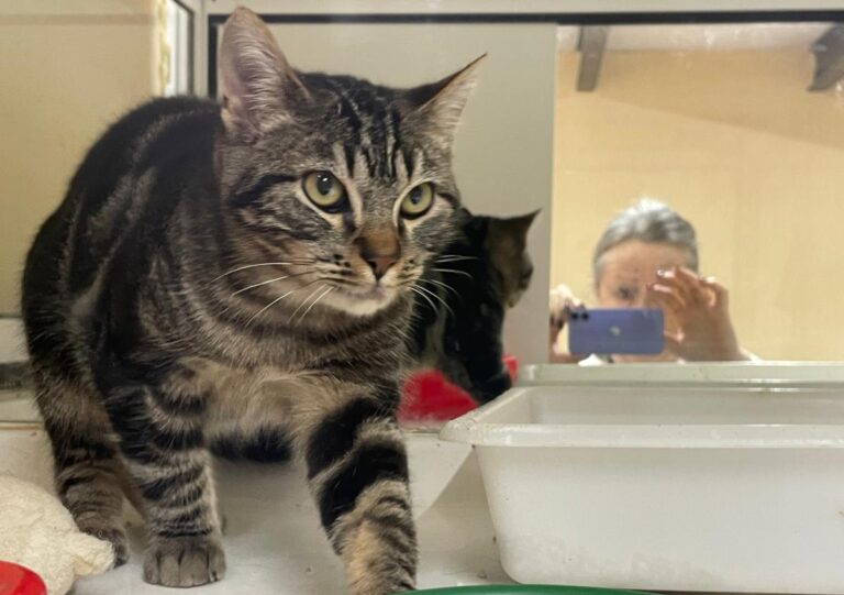 multimedia-foto86354-172-1