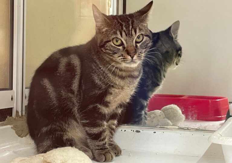 multimedia-foto86355-172-1