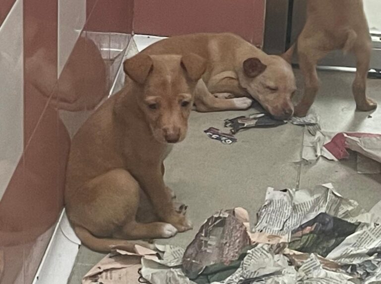 multimedia-foto86380-977-1