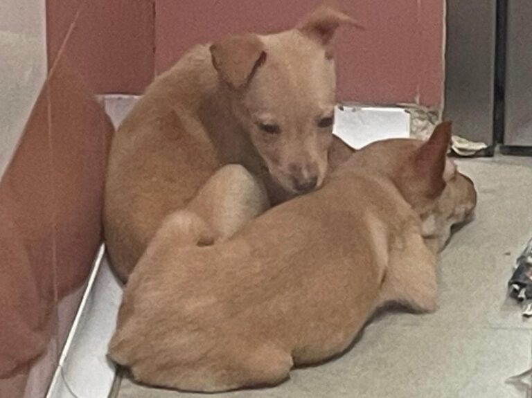 multimedia-foto86381-977-1