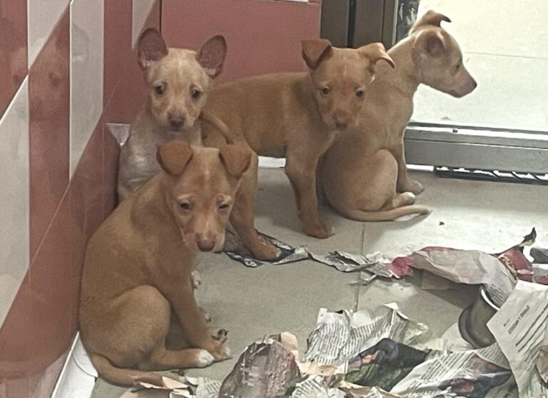 multimedia-foto86382-977-1