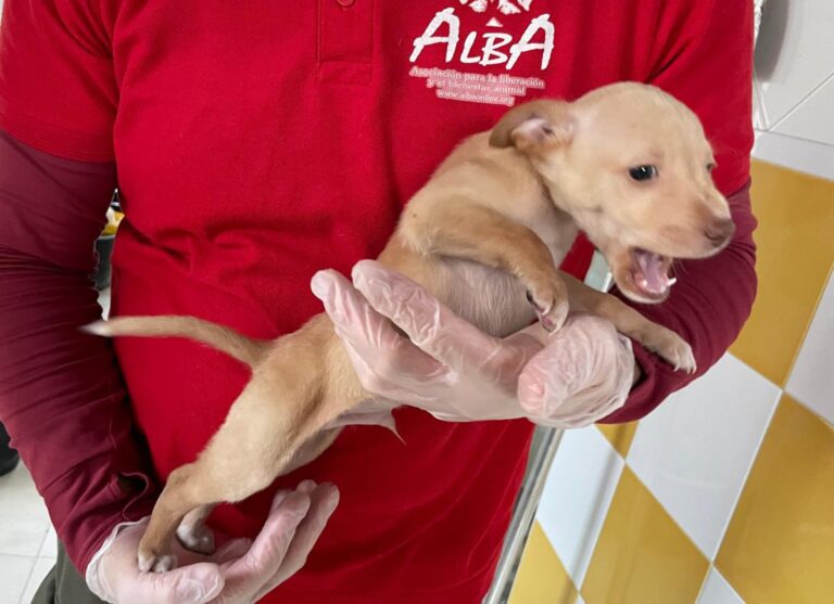 multimedia-foto86383-977-1