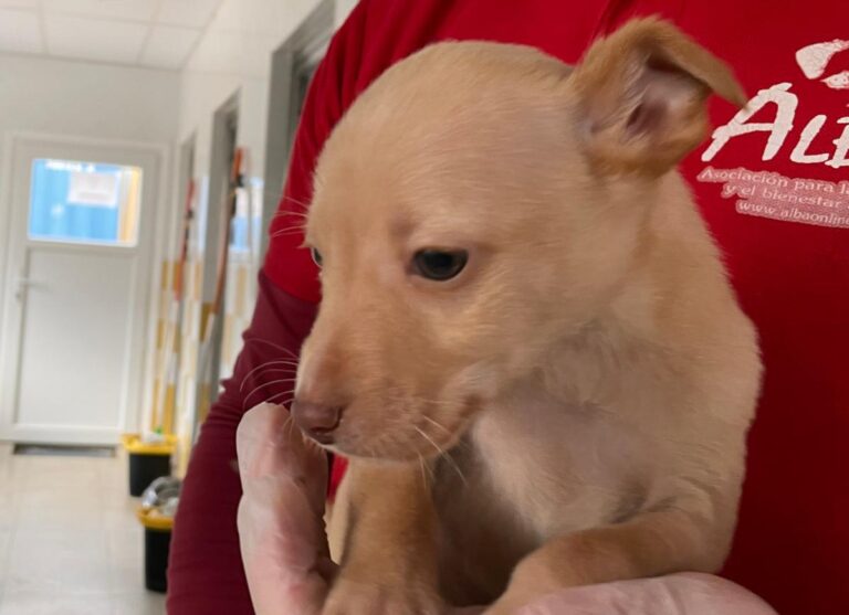 multimedia-foto86385-978-1