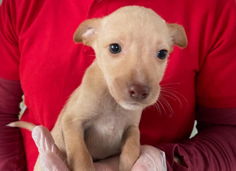 multimedia-foto86386-978-1