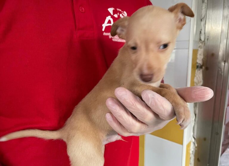 multimedia-foto86387-978-1