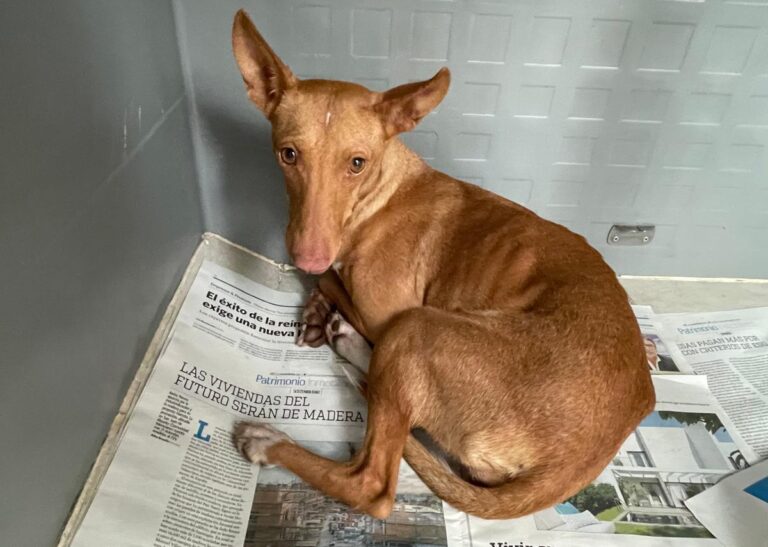 multimedia-foto86397-64-1