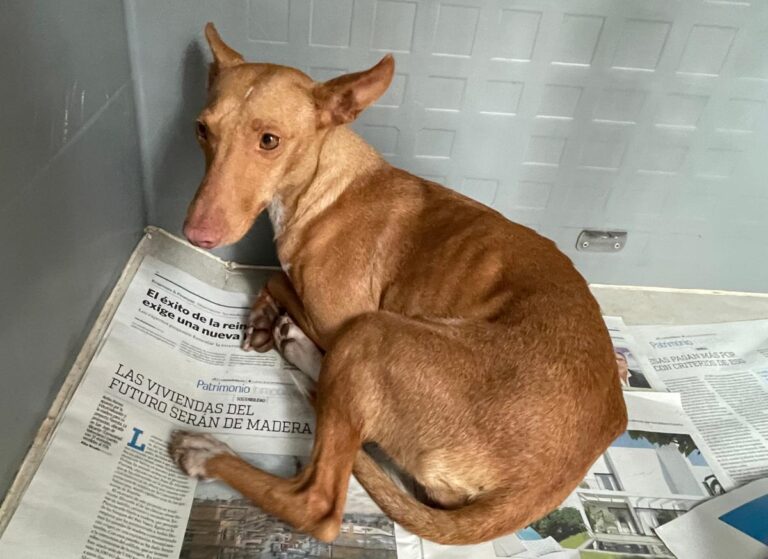 multimedia-foto86399-65-1