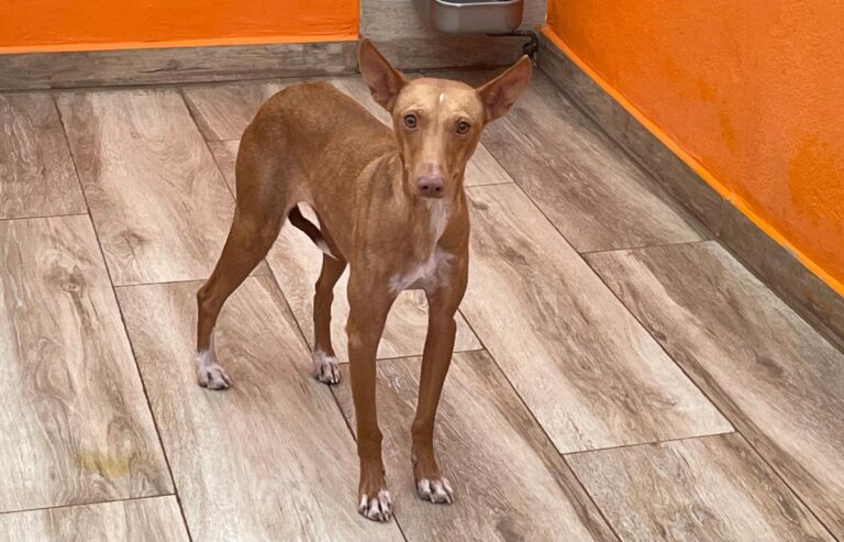 multimedia-foto86400-65-1