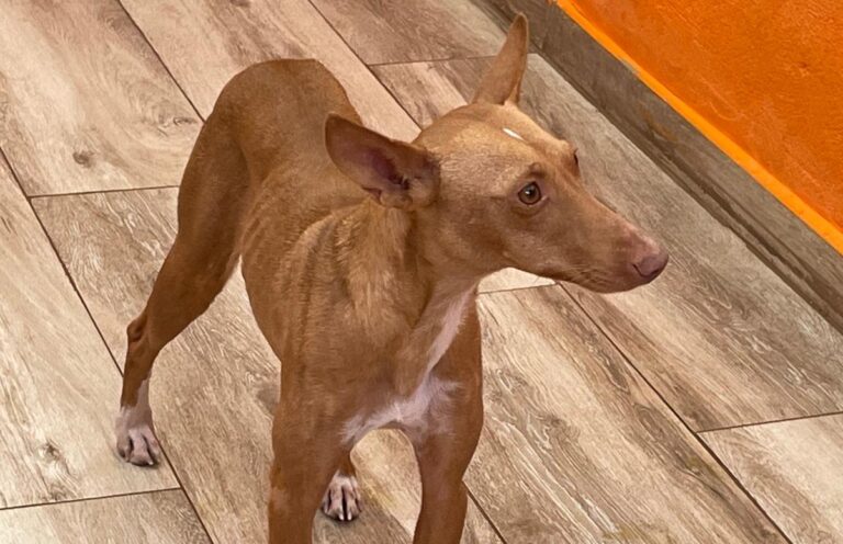 multimedia-foto86402-65-1