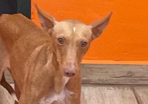 multimedia-foto86403-65-1