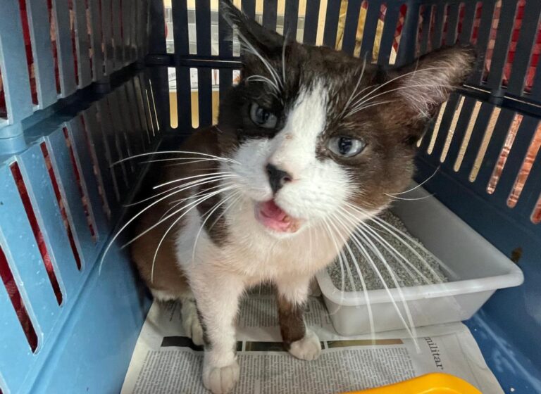 multimedia-foto86408-507-1