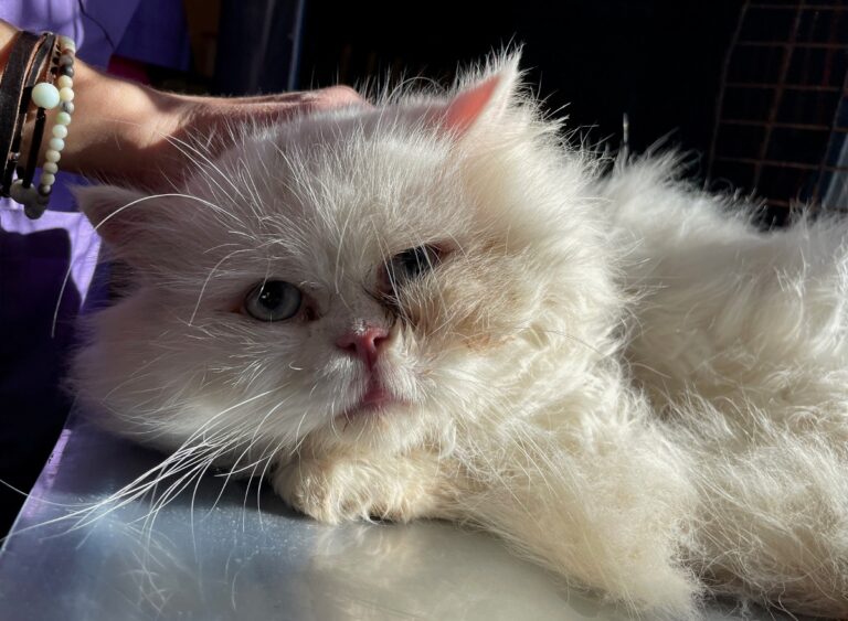 multimedia-foto86418-393-1