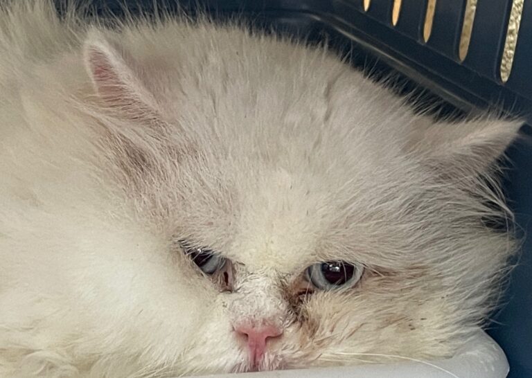 multimedia-foto86419-394-1