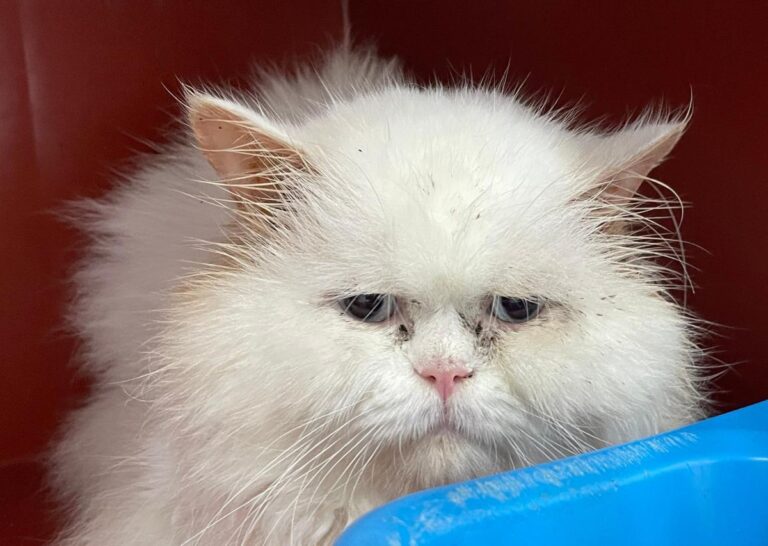 multimedia-foto86420-394-1