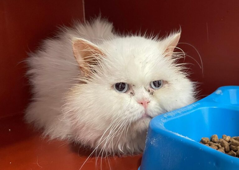 multimedia-foto86421-394-1