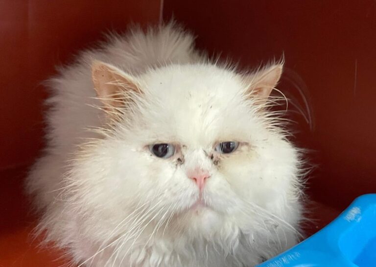 multimedia-foto86423-394-1