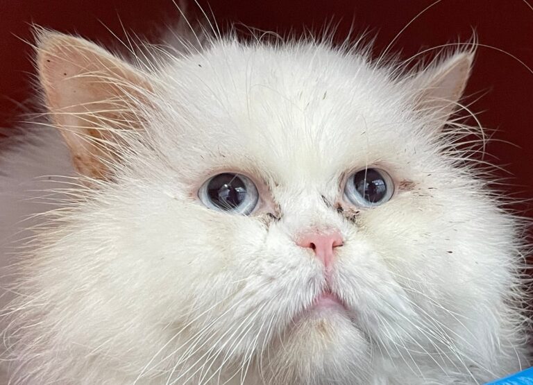 multimedia-foto86424-394-1