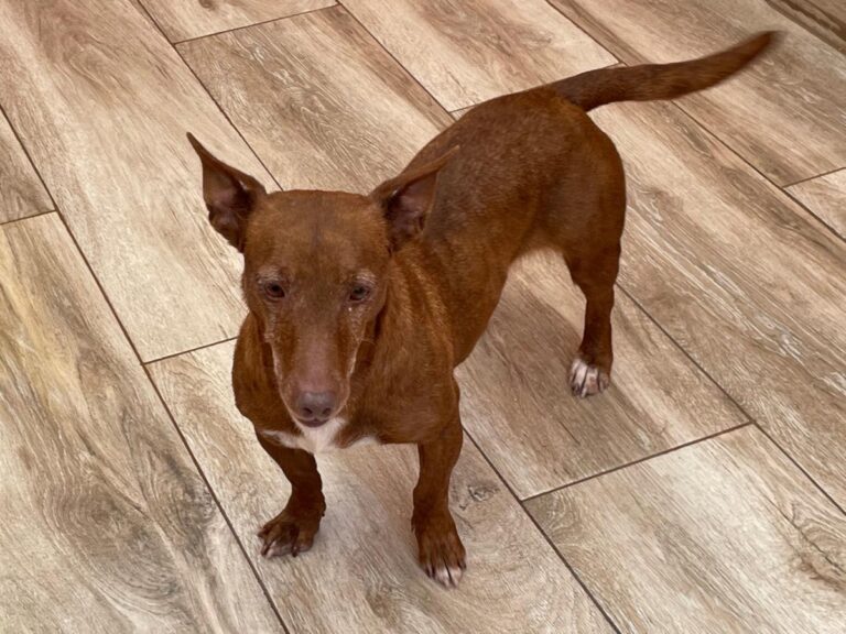 multimedia-foto86435-695-1