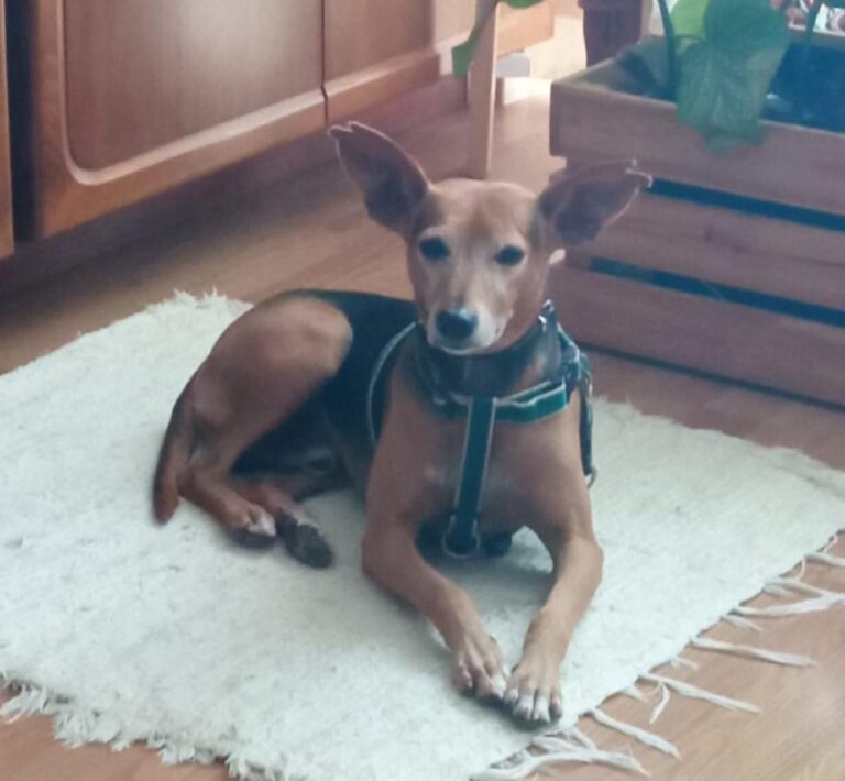 multimedia-foto86446-906-1