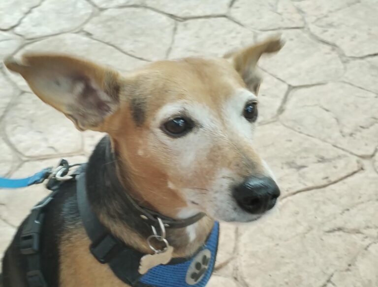 multimedia-foto86448-907-1