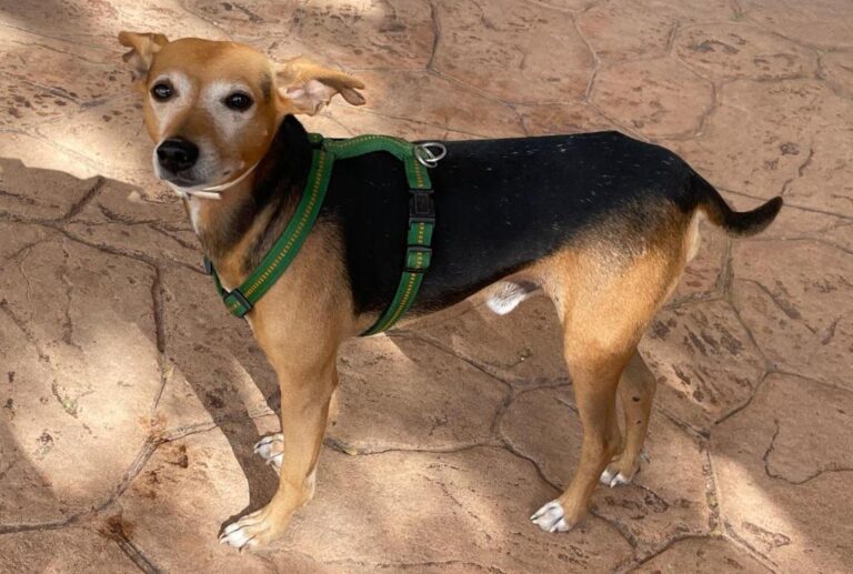 multimedia-foto86450-907-1