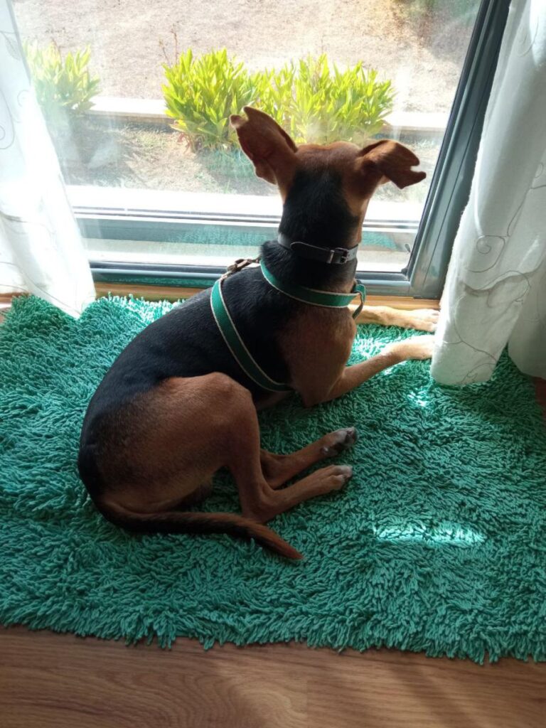 multimedia-foto86455-908-1