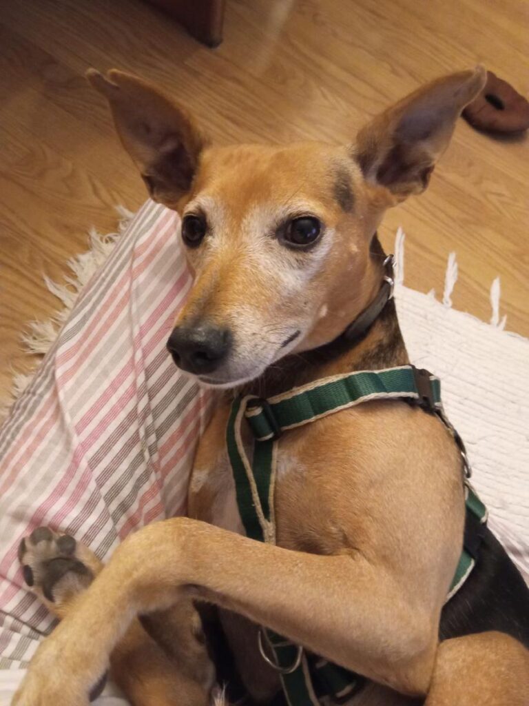 multimedia-foto86456-908-1