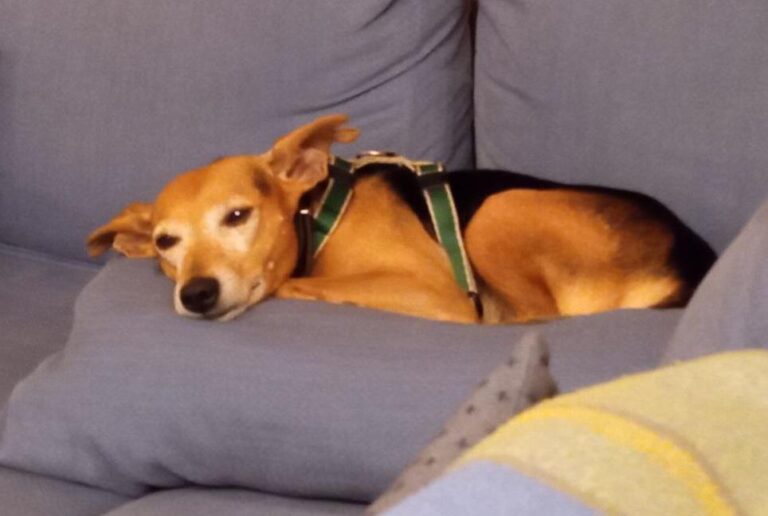 multimedia-foto86458-908-1