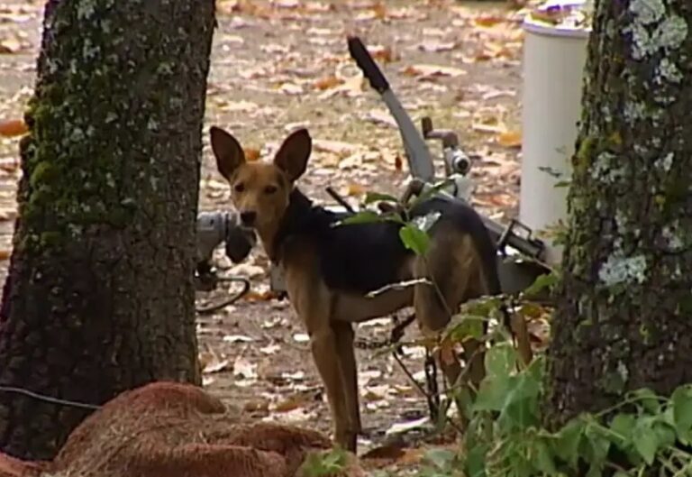 multimedia-foto86501-145-1